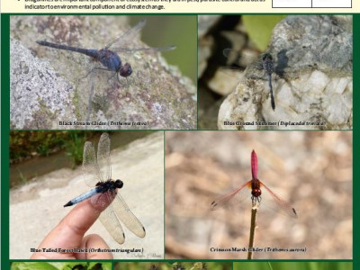 Dragonflies of socio-ecological production landscapes of Sikkim-Darjeeling Himalaya Vikram Pradhan 01 Oct, 2020