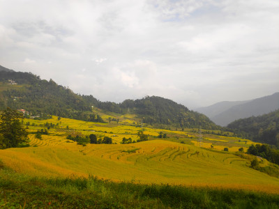 Paddy fields of Sang Martam, East Sikkim Roshan Tamang 01 Oct, 2020