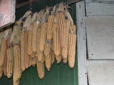 Maize hung to dry Aditya Pradhan 02 Nov, 2020