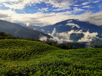Temi tea state Roshan Tamang 01 Oct, 2020