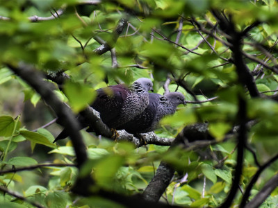 Speckled Wood Pigeon Bishal Thakuri 01 Oct, 2020