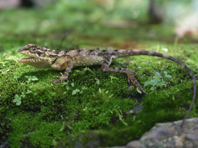 Japalura variegata (Variegated Mountain Lizard) Roshan Tamang 01 Oct, 2020
