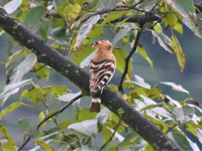Eurasian Hoopoe Bishal Thakuri 01 Oct, 2020
