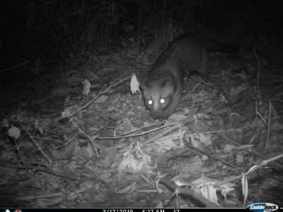 Here is another camera trap says the Masked Palm Civet Thangsuanlian Naulak 01 Oct, 2020