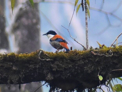 Himalayan Cutia (Endemics to Eastern Himalaya) Bishal Thakuri 01 Oct, 2020
