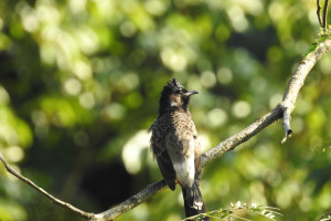 Red-vented Bulbul in Chisang Arun Subba 23 Dec, 2019