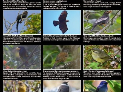 Birds found in the socio-ecological production landscapes of Sikkim-Darjeeling Himalaya Vikram Pradhan 01 Oct, 2020