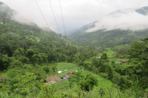 Squash cultivations along Kainjaley, Darjeeling Vikram Pradhan 01 Aug, 2018