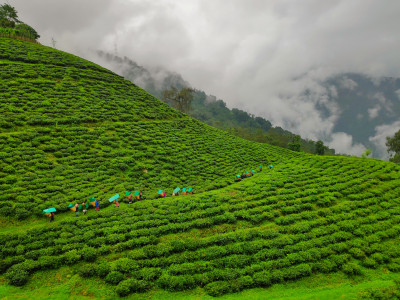Temi tea state Roshan Tamang 01 Oct, 2020