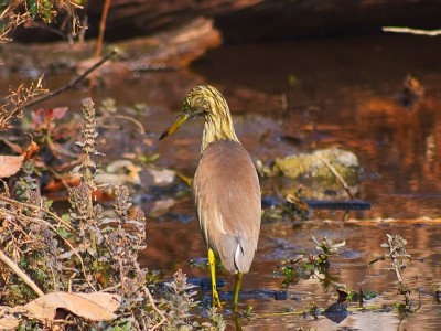 Indian Pond Heron (Water bird) Bishal Thakuri 01 Oct, 2020