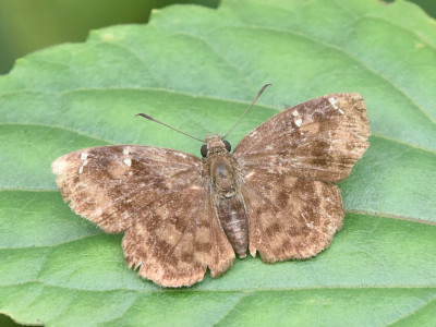Common Small Flat Sailendra Dewan 01 Oct, 2020