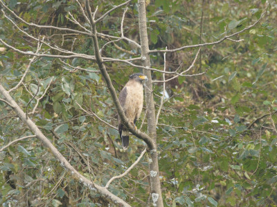 Crested Serpent Eagle (CITES Appendix-II species) Bishal Thakuri 01 Oct, 2020
