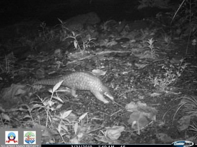 The critically endangered Chinese Pangolin day out on the riverside Thangsuanlian Naulak 01 Oct, 2020