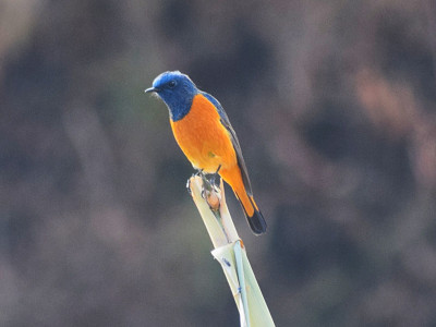 Blue-fronted Redstart Bishal Thakuri 01 Oct, 2020