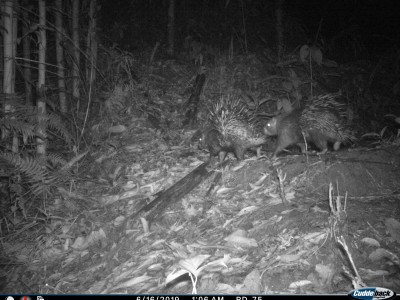 Where's the party at!! The fancy Malayan Porcupine couple out for a treat Thangsuanlian Naulak 01 Oct, 2020