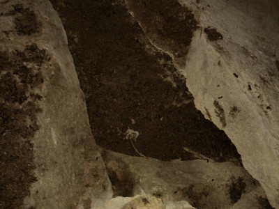Bats roosting site Thangsuanlian Naulak 11 Dec, 2020