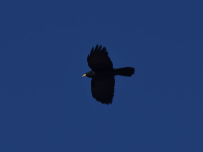 Alpine Chough Bishal Thakuri 01 Oct, 2020