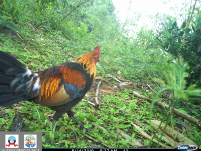 A male Jungle fowl out for a brisk morning walk Thangsuanlian Naulak 01 Oct, 2020