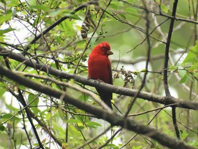 Scarlet Finch Bishal Thakuri 01 Oct, 2020