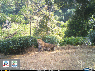 Common Leopard Thangsuanlian Naulak 01 Oct, 2020