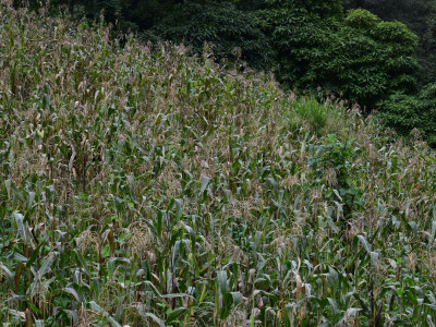 Maize cultivation Aditya Pradhan 02 Nov, 2020