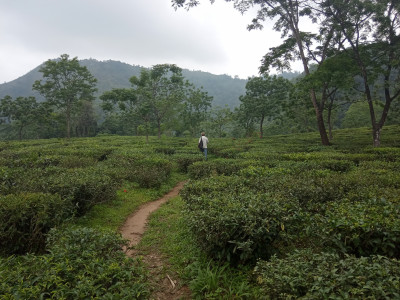 Tea Cultivation System at Makaibari, Kurseong Thangsuanlian Naulak 01 Oct, 2020