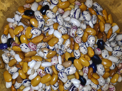 Varieties of bean seeds  at Melliaching, West Sikkim Roshan Tamang 01 Oct, 2020