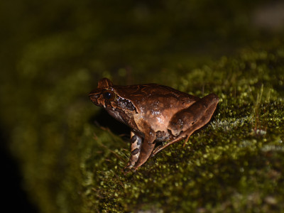 Megophrys parva Roshan Tamang 01 Oct, 2020