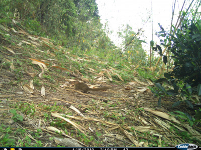Northern Treeshrew Thangsuanlian Naulak 01 Oct, 2020