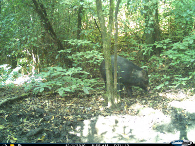 Wild Boar Thangsuanlian Naulak 01 Oct, 2020