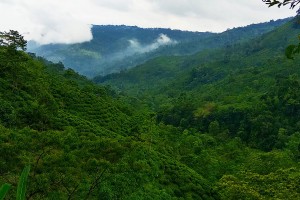 Selimbong Landscape Aditya Pradhan 15 Jul, 2019