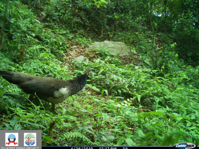 A female Indian peafowl Thangsuanlian Naulak 01 Oct, 2020