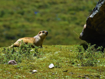 Himalayan marmot (Marmota himalayana) Roshan Tamang 01 Oct, 2020