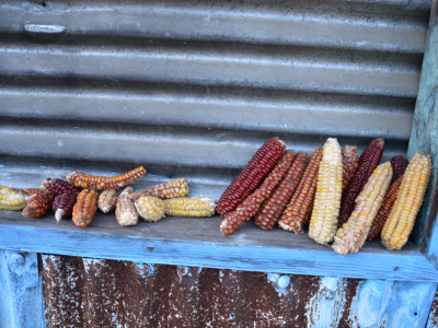 Maize varities Sailendra Dewan 01 Oct, 2020