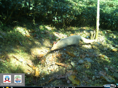 Afraid of snakes!! Here is your friend, The Grey Mongoose... It goes without saying that the enemy of your enemy is your friend Thangsuanlian Naulak 01 Oct, 2020