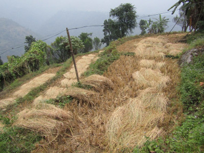 Harvested paddy in Godak Aditya Pradhan 30 Oct, 2020