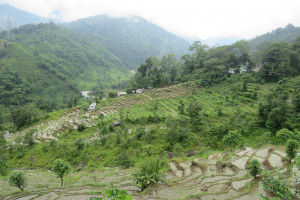 Terrace fields with paddy plantations Vikram Pradhan 01 Aug, 2018