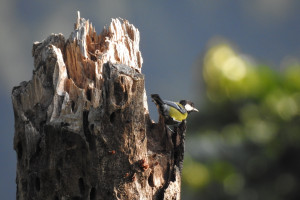Green-backed Tit in Chisang Arun Subba 23 Dec, 2019