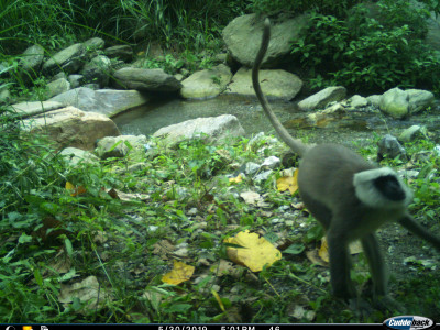 Catch me if you can!! The Tarai Gray Langur Thangsuanlian Naulak 01 Oct, 2020
