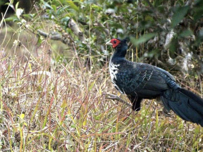 Kalij pheasant Sailendra Dewan 01 Oct, 2020