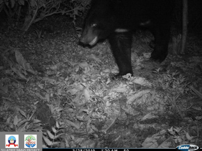 Asiatic Black Bear in Tea Estate in Kurseong Thangsuanlian Naulak 01 Oct, 2020