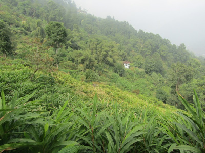 Large Cardamom cultivation in Tangta Aditya Pradhan 30 Oct, 2020