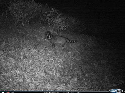 Large Indian Civet Thangsuanlian Naulak 01 Oct, 2020
