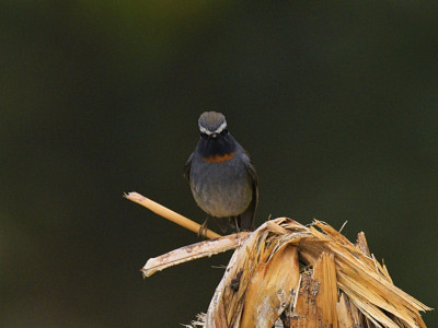 Rufous-gorgeted Flycatcher Bishal Thakuri 01 Oct, 2020