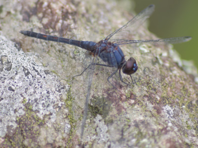 Trithemis festiva Sailendra Dewan 01 Oct, 2020