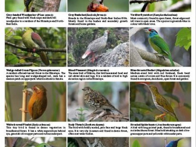 Birds found in the socio-ecological production landscapes of Sikkim-Darjeeling Himalaya Vikram Pradhan 01 Oct, 2020
