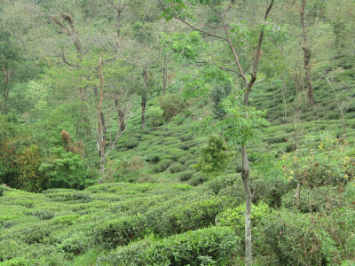Tea plantation with interspersed trees in Makaibari T.E. Aditya Pradhan 30 Oct, 2020