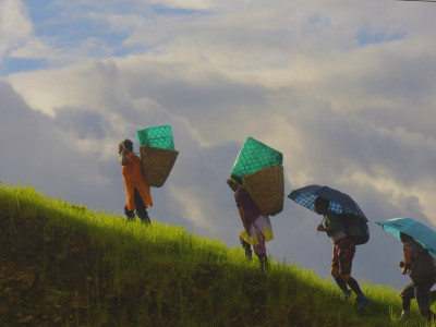 Tea Workers Sailendra Dewan 01 Oct, 2020