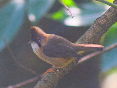 Whiskered Yuhina Bishal Thakuri 01 Oct, 2020
