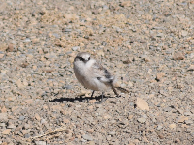 White-rumped Snowfinch (High altitude species) Bishal Thakuri 01 Oct, 2020